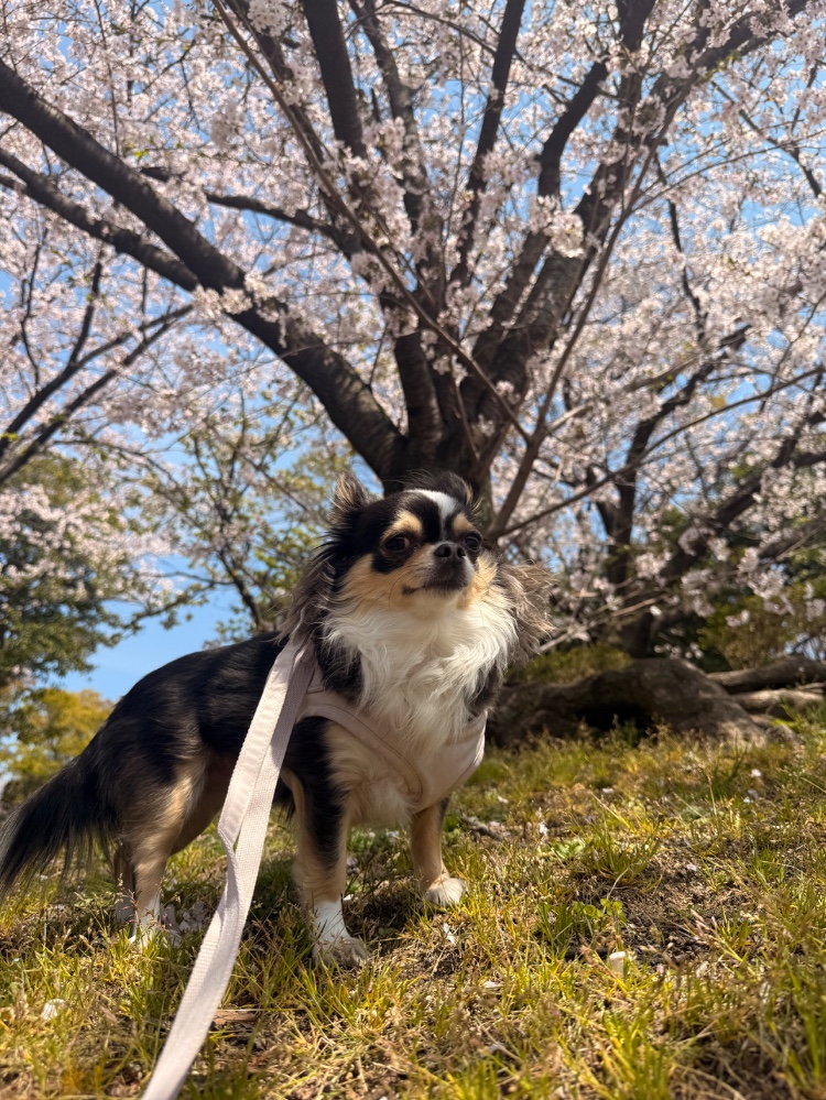 レビュー画像1