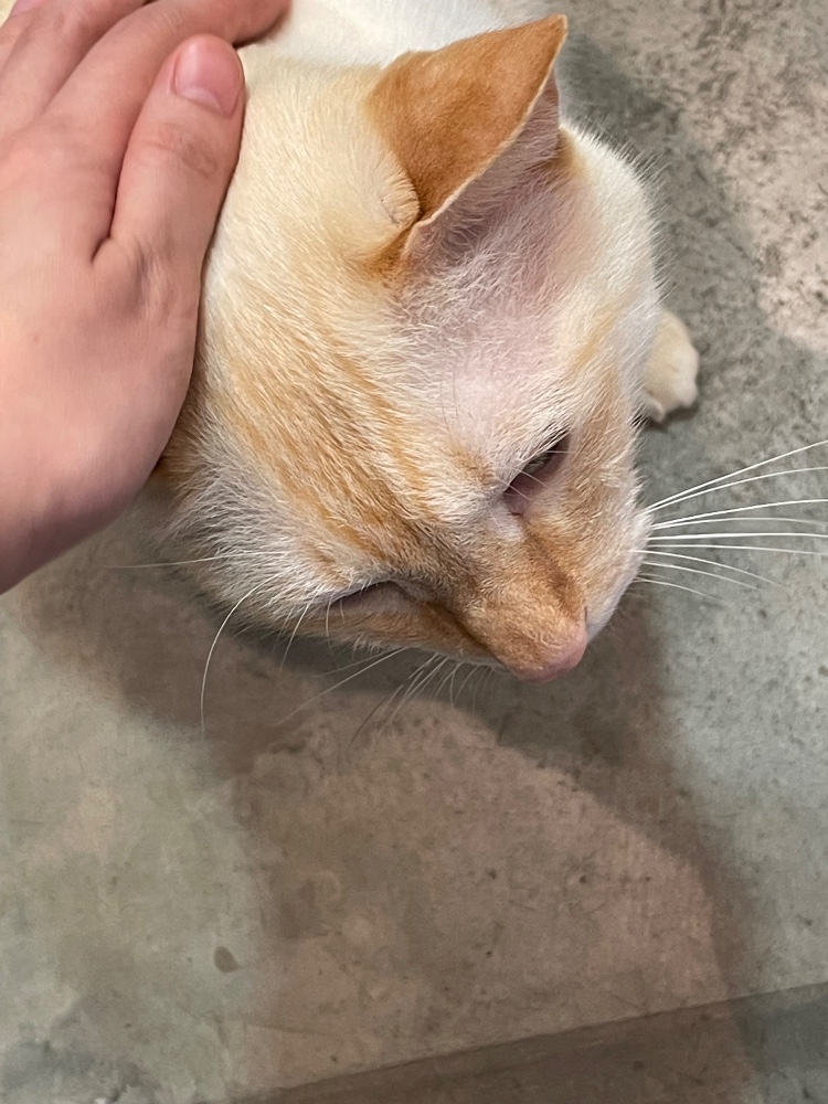 レビュー画像5