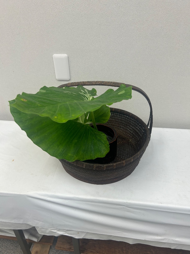 タッシーさんのレビュー画像