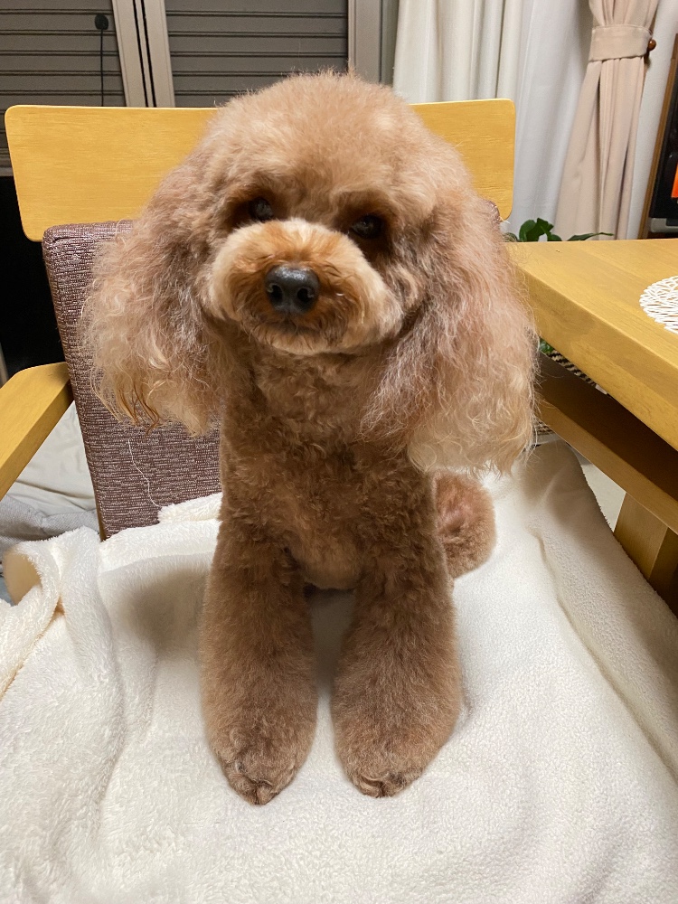 レビュー画像1