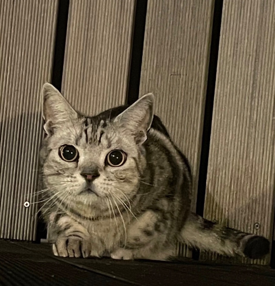 A Junkoさんのレビュー画像