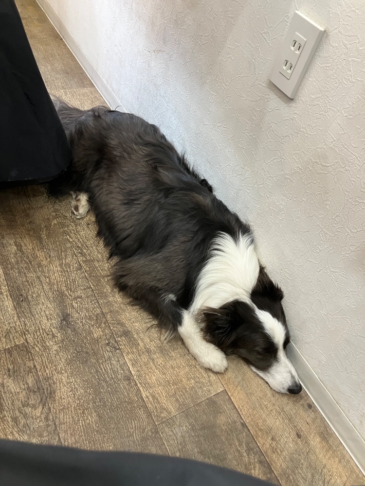 宮本（ゴールデンCの親父）さんのレビュー画像