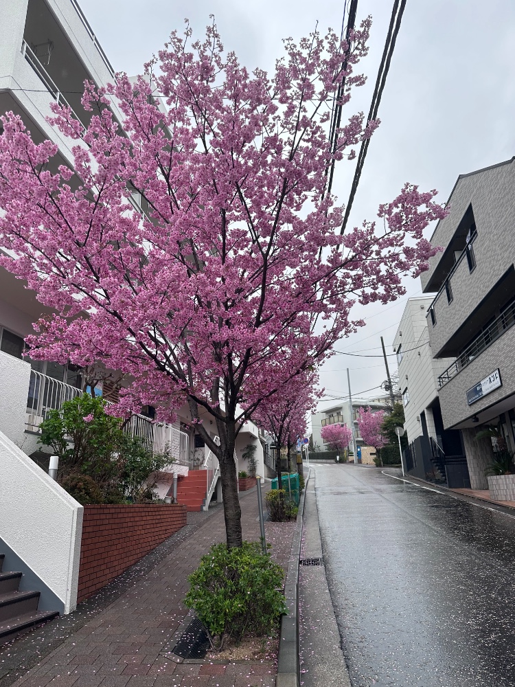 ともちゃんさんのレビュー画像