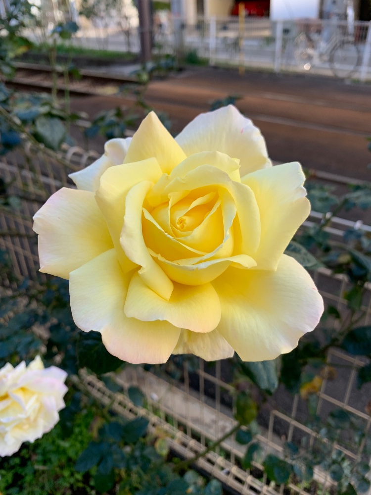 ヒヨコさんのレビュー画像