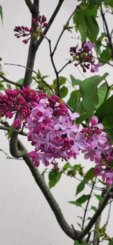 ライムさんさんのレビュー画像