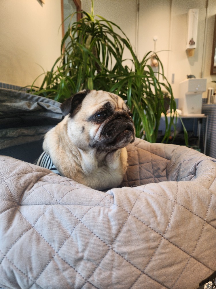 パグさんのレビュー画像