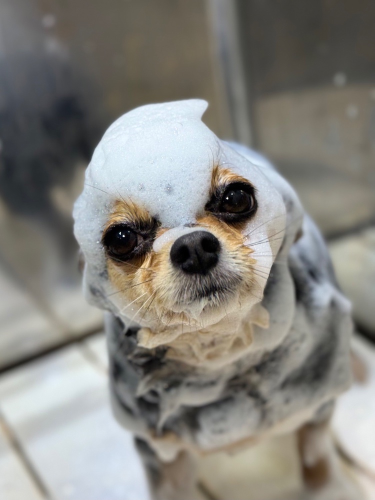 レビュー画像2