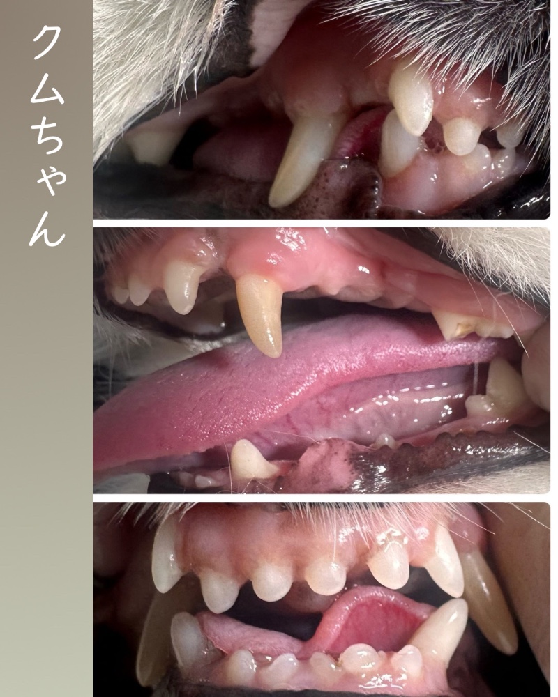 レビュー画像2