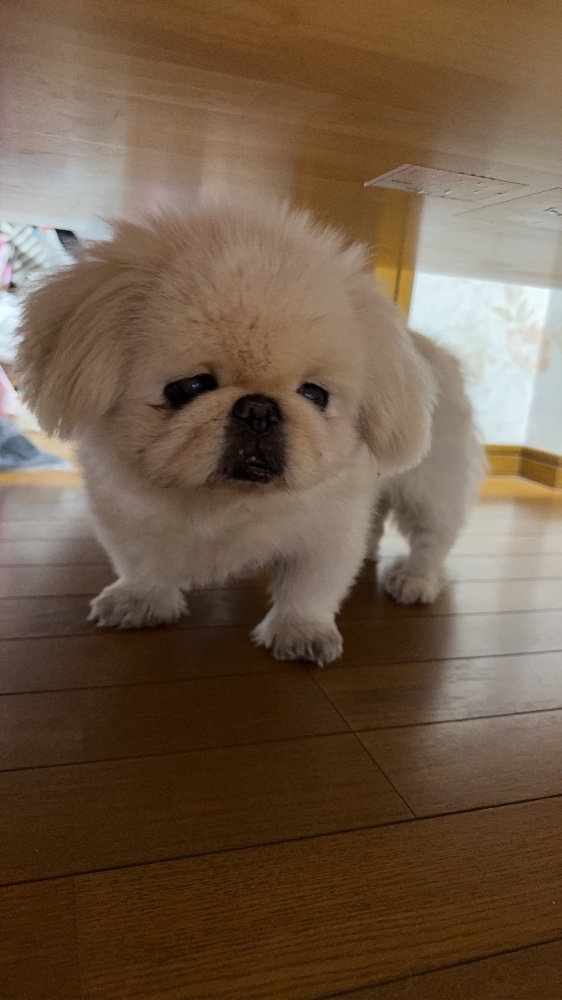 レビュー画像5