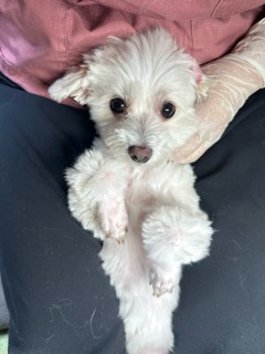 みるく🐶さんのレビュー画像