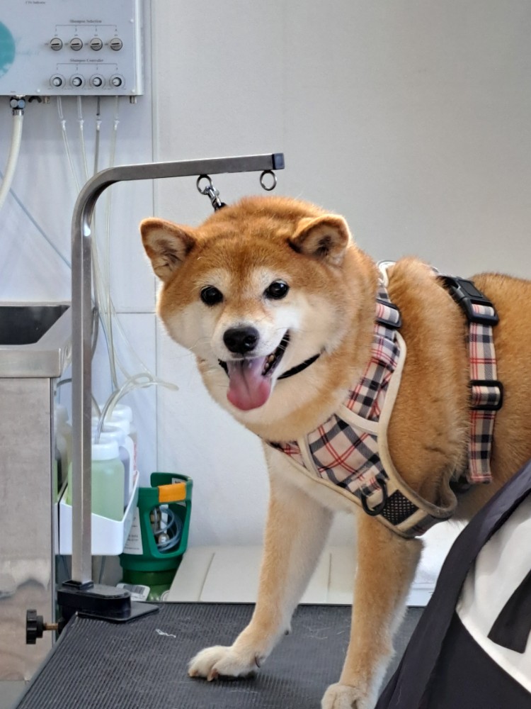 レビュー画像1